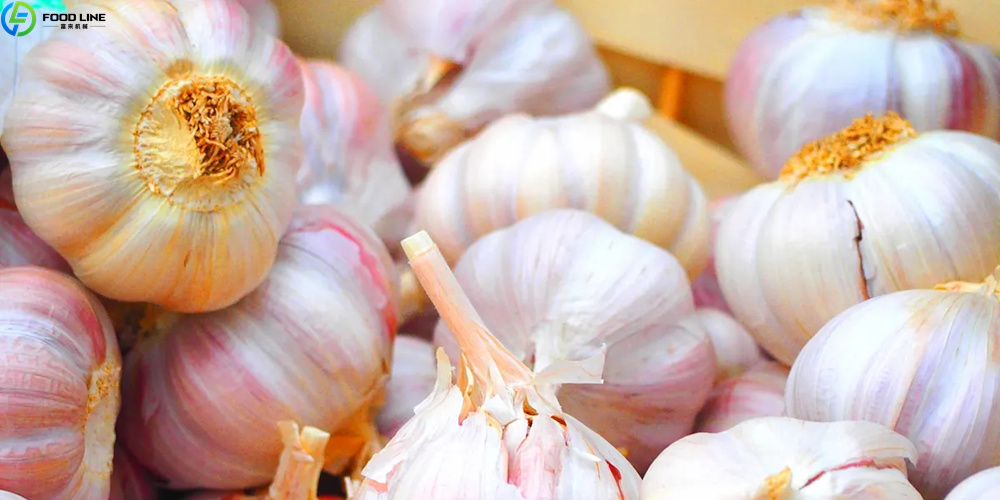 garlic