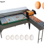 Egg Sorting Machine for Precise Grading egg size sorting machine