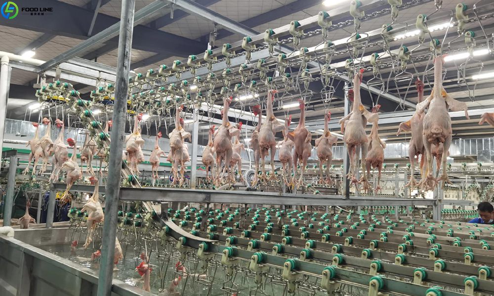 chicken processing equipment