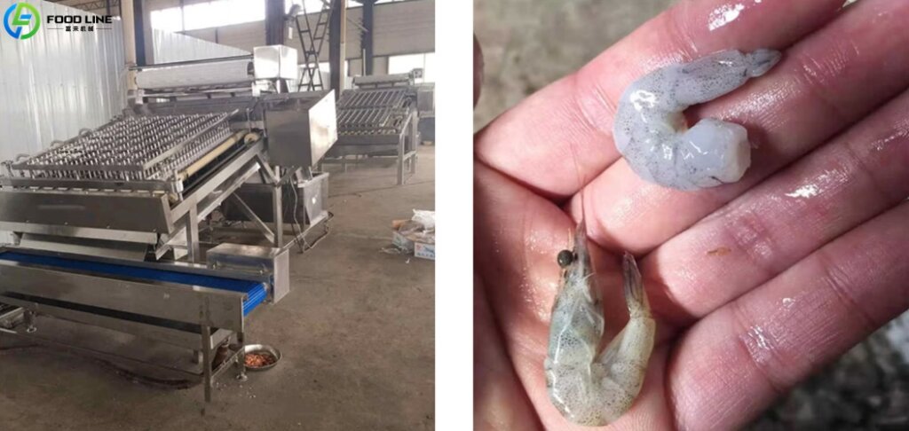 finished product from the shrimp peeling machine